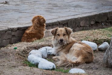 dogs, travel, peru, canine, street, animal