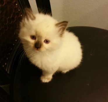 seal point mitted ragdoll kitten for sale in Idaho and surrounding states 