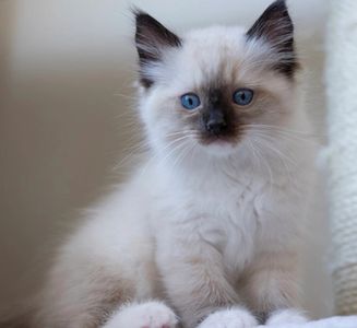 Seal point ragdoll for sale