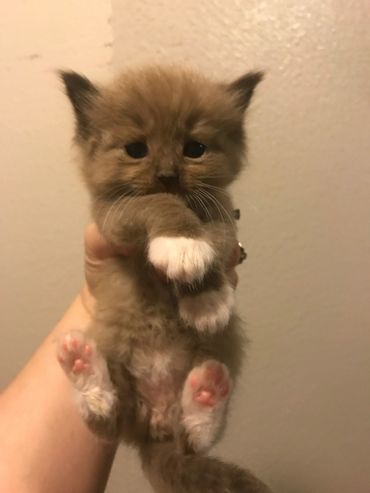 Seal mitted ragdoll kittens for sale