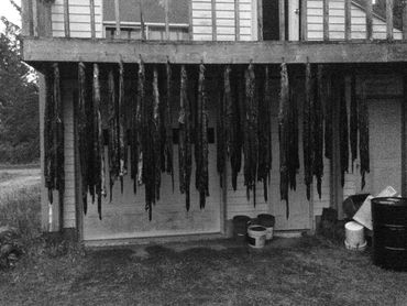 Bountiful Harvest! Drip drying before shipping to the tannery. 