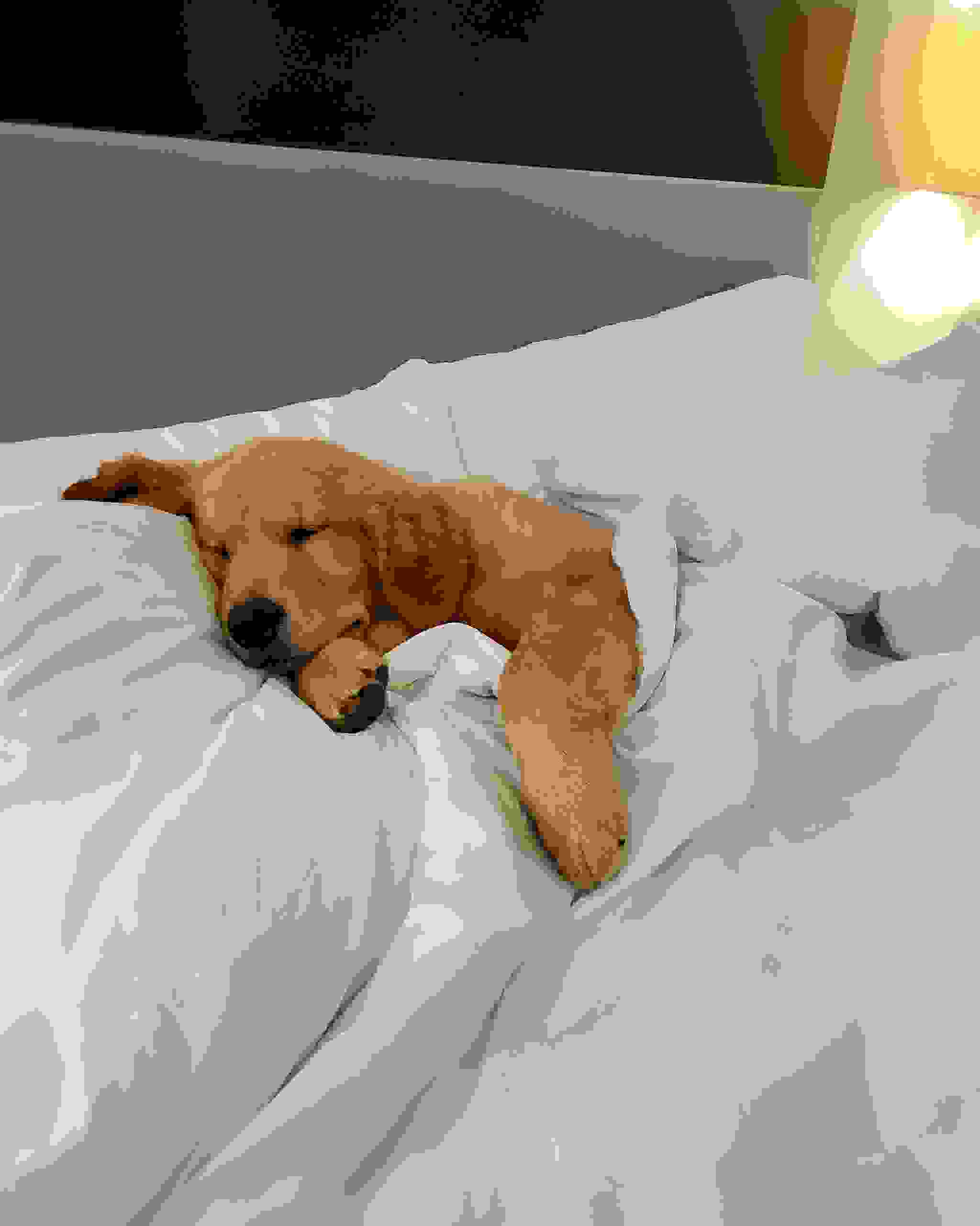 About Us Priderock Golden Retrievers