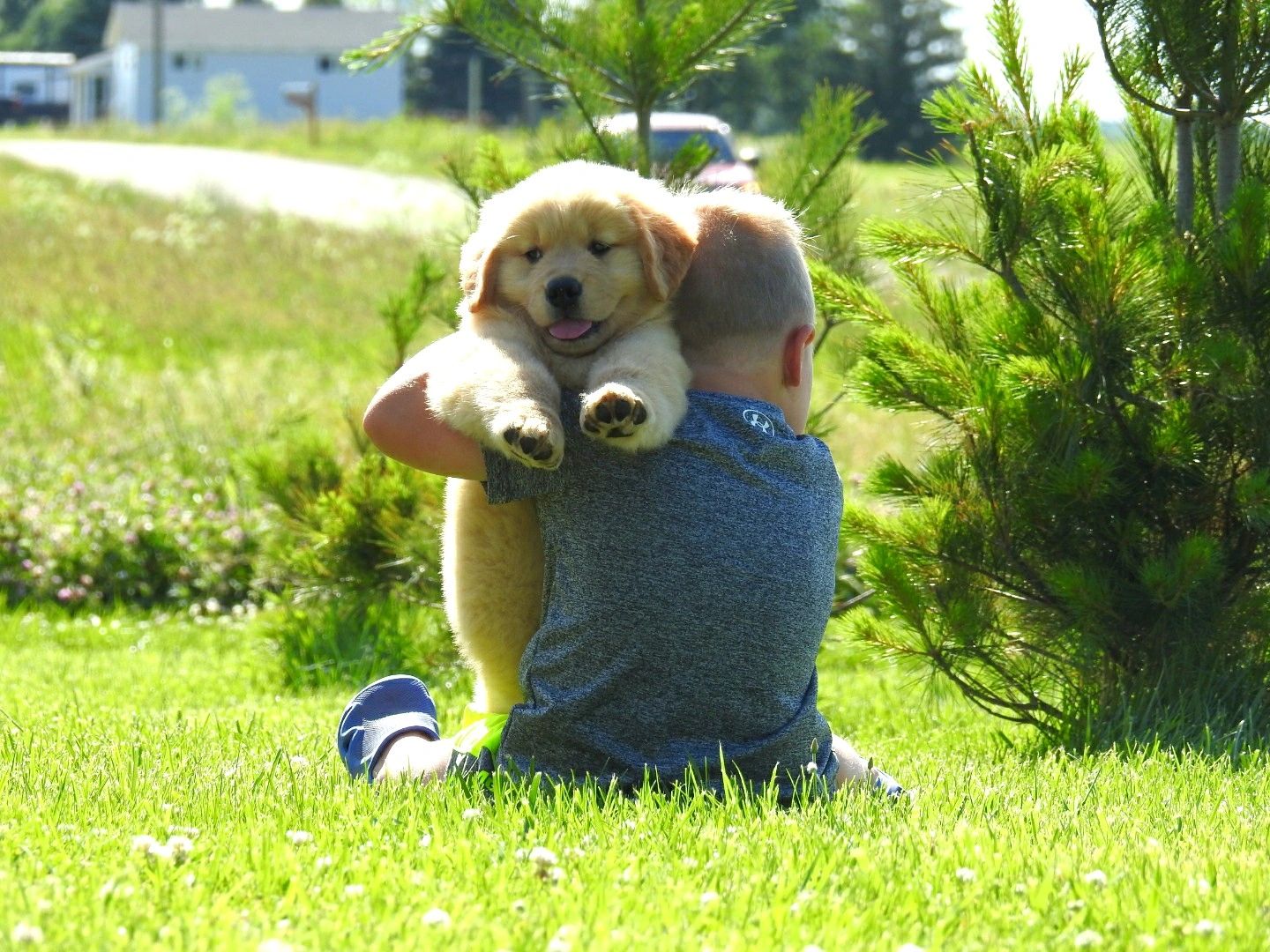 Priderock Golden Retrievers