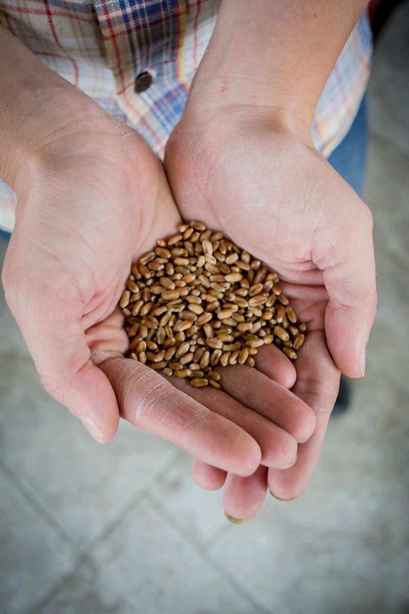 Organic Wheat Berries