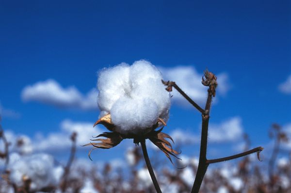 Mississippi Delta Cotton Seed Bombs