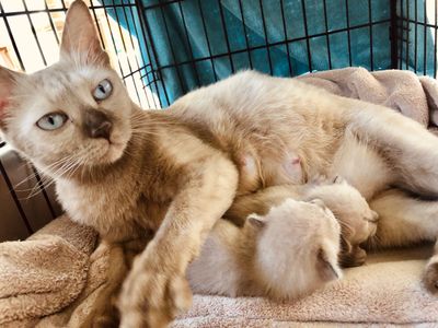 tonkinese cats