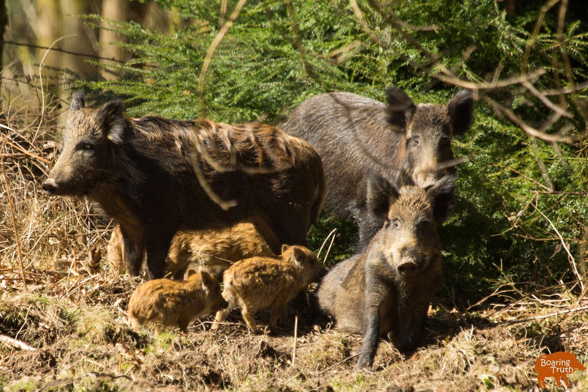 An Introduction to Wild Boar in the UK