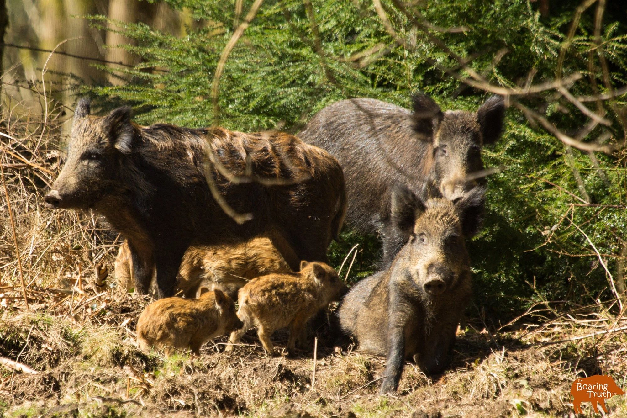 An Introduction To Wild Boar In The UK