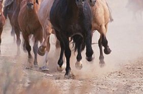 Outrunning the Horses
