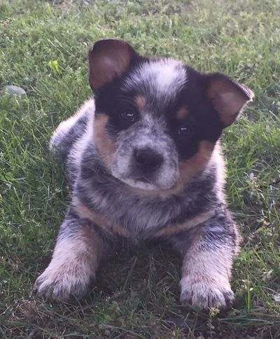 Purple heelers hot sale