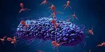 https://isteam.wsimg.com/ip/542b75dd-6da5-4a25-aef0-a2c975d37754/Virus%2007a-0001.jpg/:/rs=w:370,m,cg:true