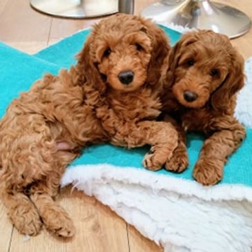 Labradoodle puppies