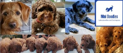 Ethical Breeders of Labradoodles and Ethical Breeders of Cockapoos