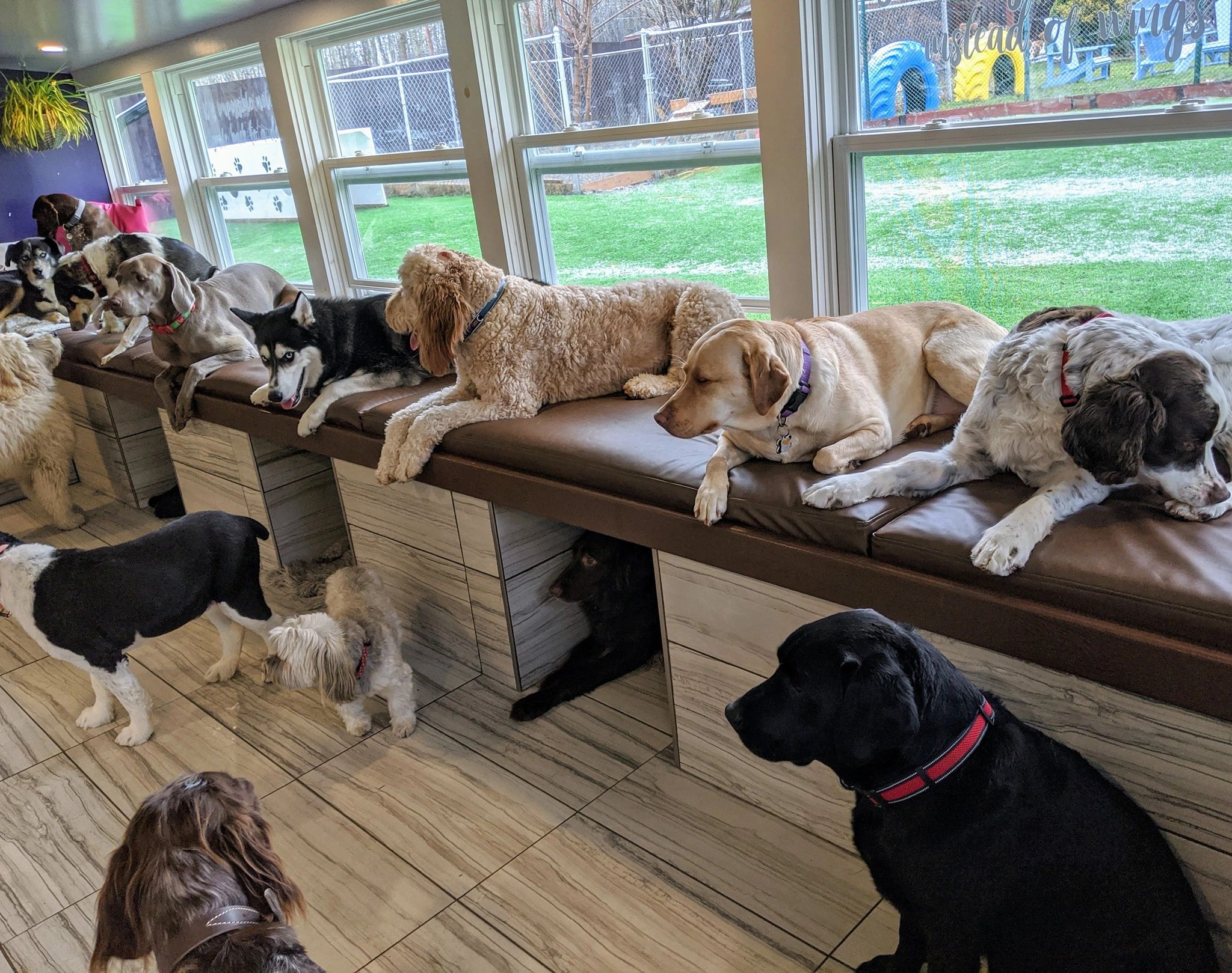 chris's dog hotel no cages luxury pet resort