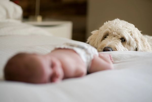 Photo of family dog watching newborn baby