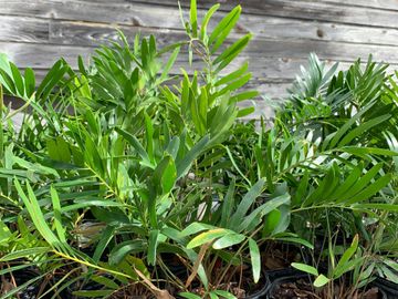 Coontie