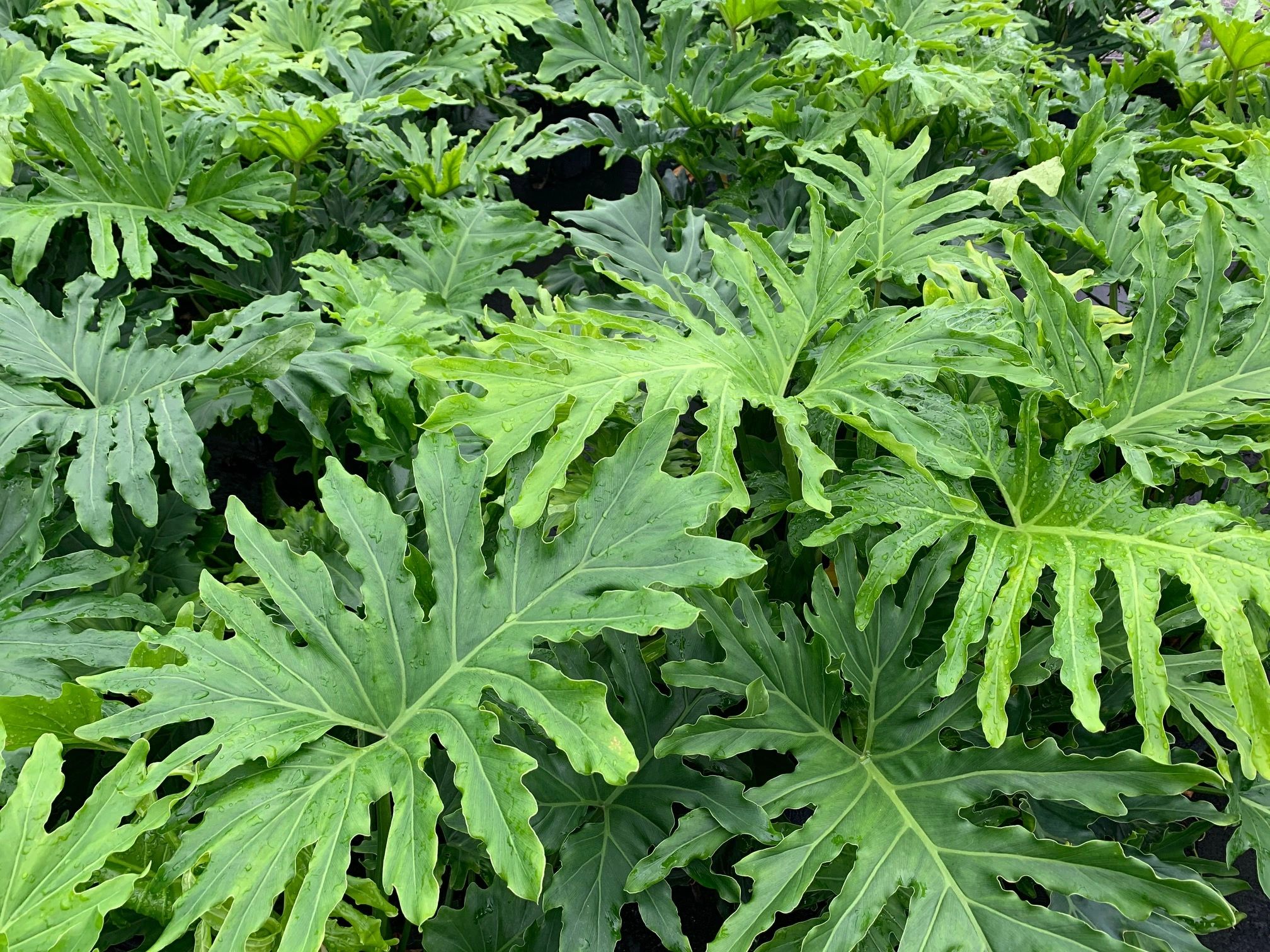 Beach Nursery Inc Plant Nursery Panama City Beach, Florida