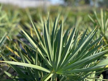 Saw Palmetto