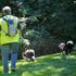 SAR Dogs Willow and Tyler locating missing victim in heavy brush.
