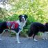 SAR Dogs Willow and Tyler working in Portland Ore.