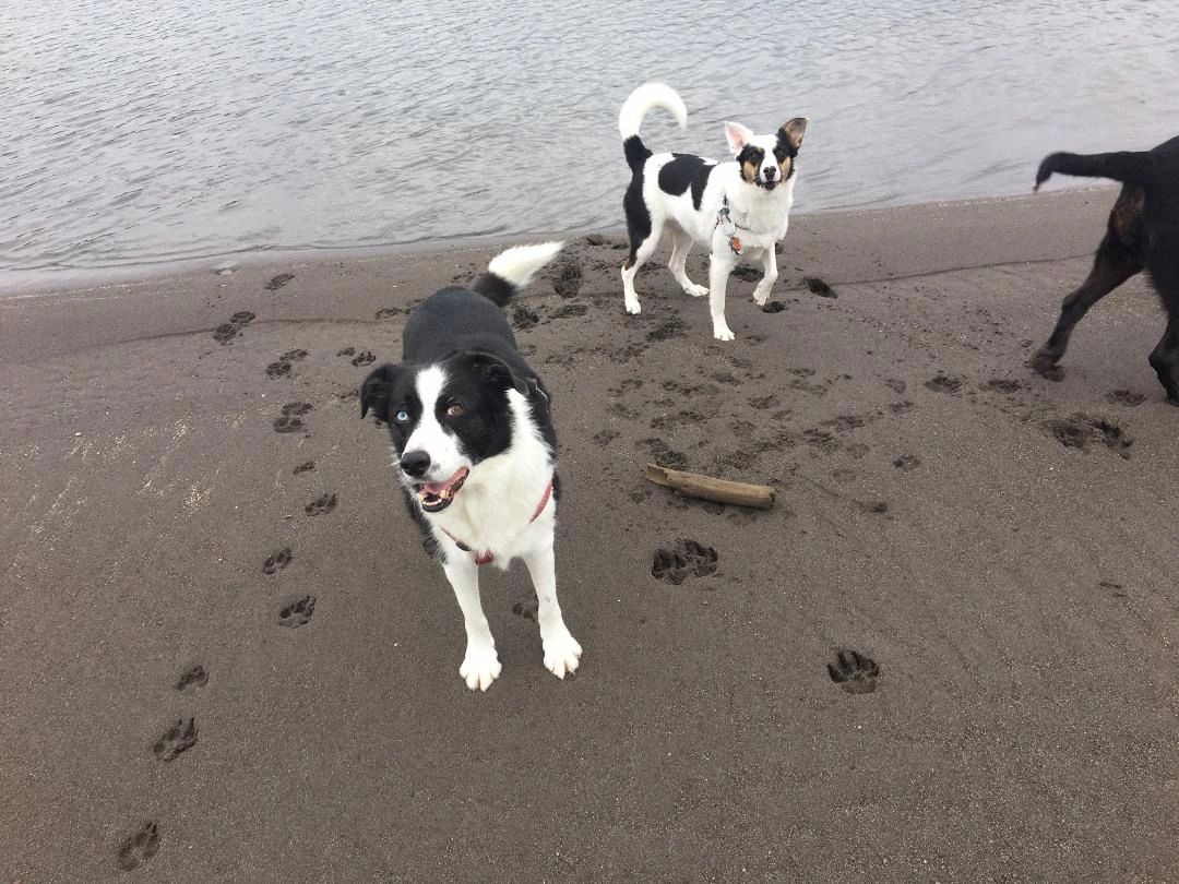 SAR Dog Tyler and Ms Cindy Lou relaxing on the beach. Day off.  Dogs suffer PTSD just as humans do. 