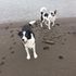 SAR Dog Tyler and Ms Cindy Lou relaxing on the beach. Day off.  Dogs suffer PTSD just as humans do. 