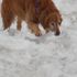 SAR Dog Elly finding buried victim in Avalanche training Mt Rainier, Wa.