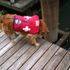 SAR Dog Elly locating drowning victim