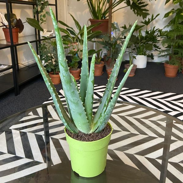 Aloe Vera 12cm Pot (Green Pot)