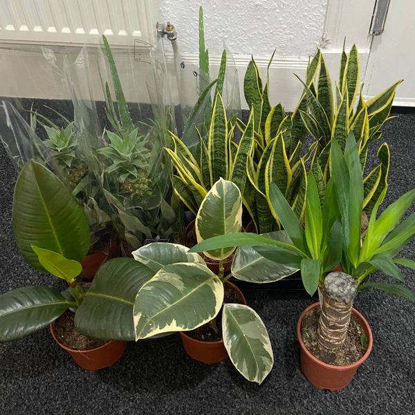 REDUCED TO CLEAR - 3 PLANTS