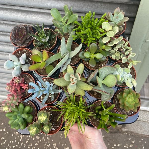 Tray of 20 Mixed Succulent Plants in 5.5cm Pots | Echeveria | Crassula | Aloe
