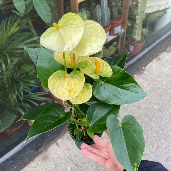 Anthurium Yellow Bambino (9cm Pot/25cm Tall)