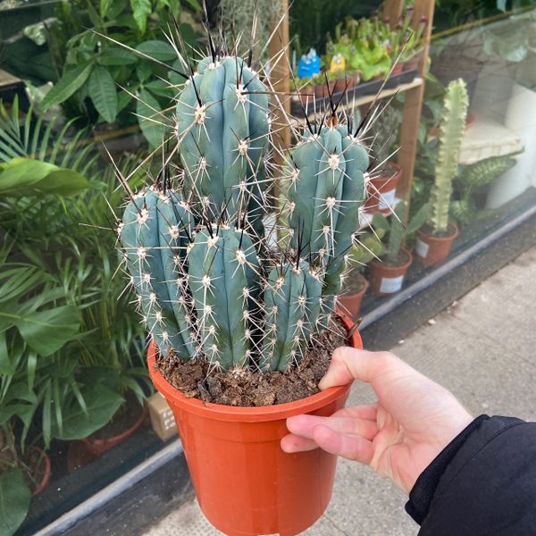 Mixed Cactus (17cm Pot/30cm Tall)