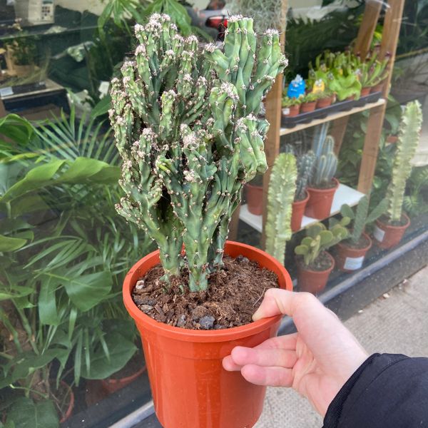 Mixed Cactus (17cm Pot/35cm Tall)