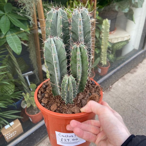 Mixed Cactus (17cm Pot/35cm Tall)