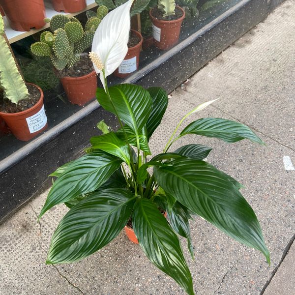 Spathiphyllum Peace Lily (17cm Pot/75cm Tall)