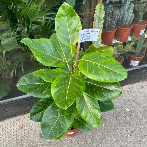 Ficus Altissima (21cm Pot/95cm Tall)