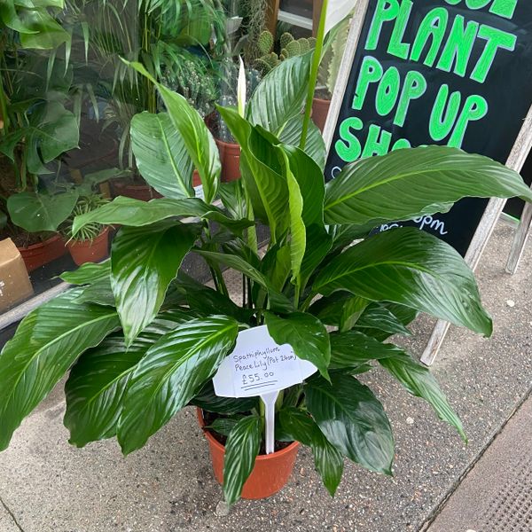 Spathiphyllum sweet laure (24cm Pot/110cm Tall)