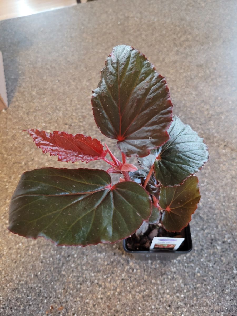 Angel Wings Begonia Linda Dawn