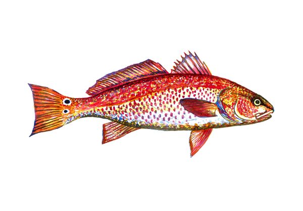 Red Drum (Redfish) Watercolor Print