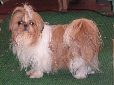 14+ Liver Colored Shih Tzu