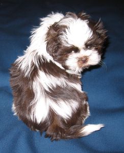 Tri Color Shih Tzu Dogs