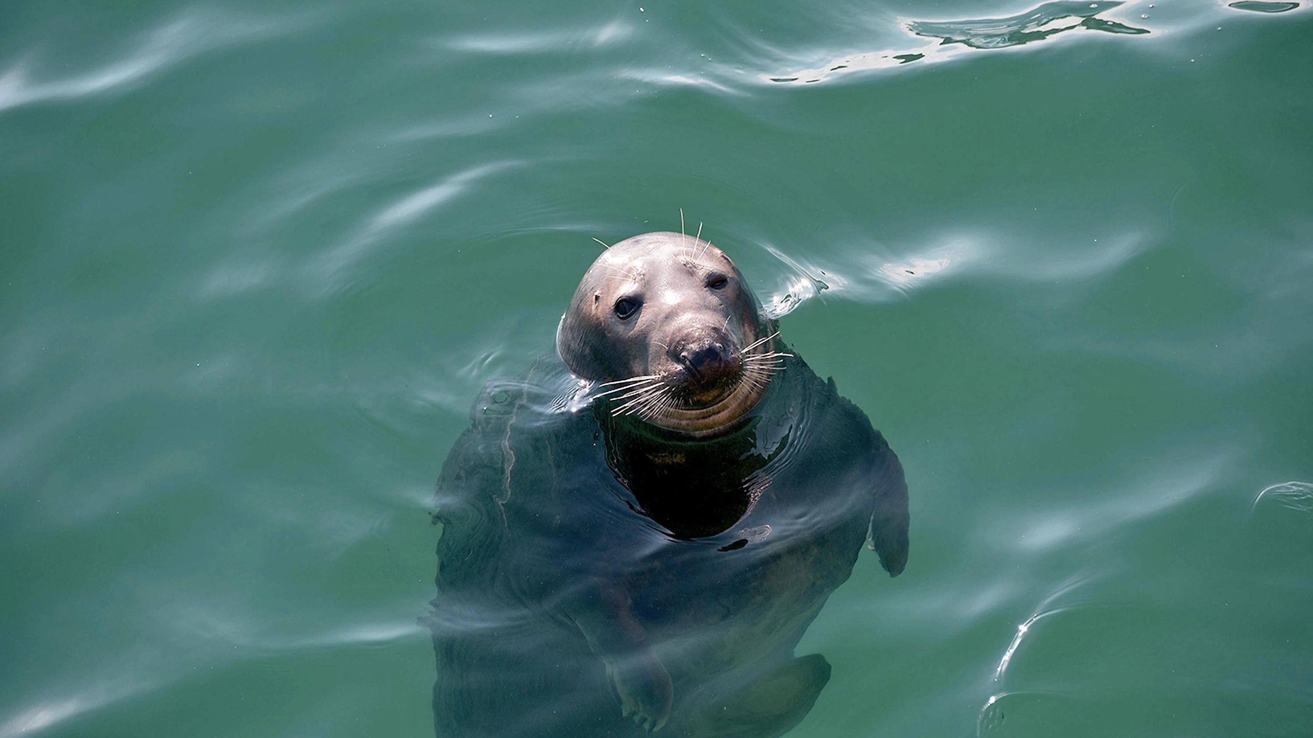 seal in the water at falmouth 