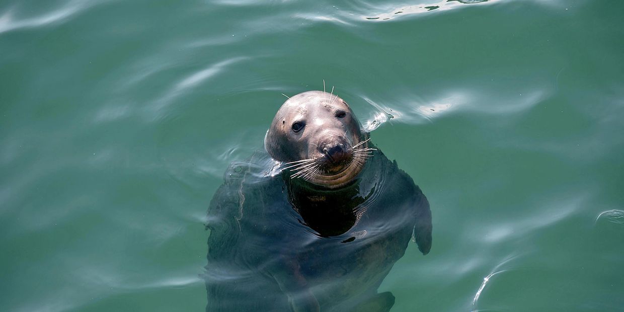 seal in the water at falmouth 