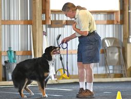 Dog being trained