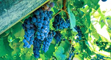 Norton grapes hanging on the trellis