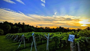 landscape view of Byrd Cellars Vineyard at dusk