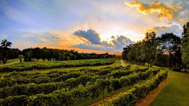 Byrd Cellars Chambourcin Vineyard block at dusk