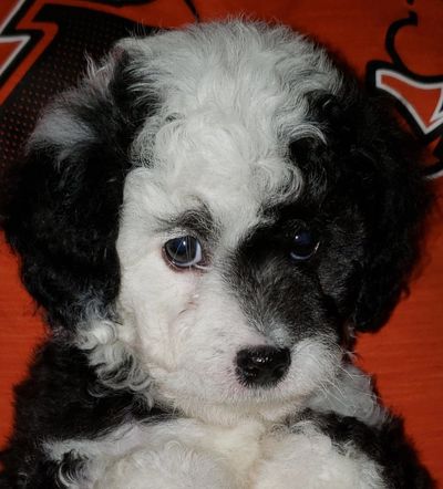 mini bernedoodle breeders in bc aussiedoodle miniature bernedoodle puppies  canada  Vancouver 
 