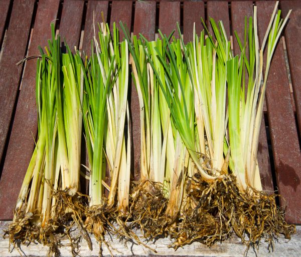 Vetiver to the Spanish Mainland